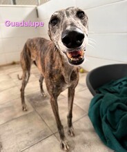 GUADALUPE, Hund, Galgo Español in Spanien