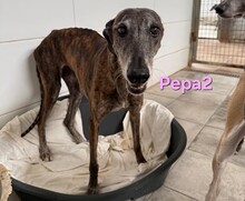 PEPA2, Hund, Galgo Español in Spanien