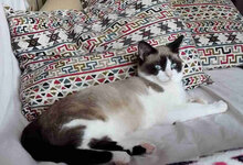 SHADOW, Katze, Europäisch Kurzhaar in Bulgarien