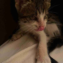 ALFIE, Katze, Europäisch Kurzhaar in Bulgarien