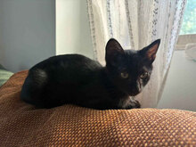 SNOWWHITE, Katze, Europäisch Kurzhaar in Bulgarien