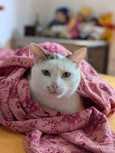 BALI, Katze, Europäisch Kurzhaar in Berlin