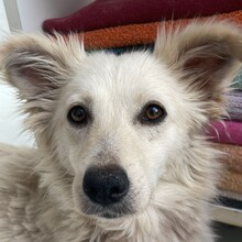 GRACIE, Hund, Mischlingshund in Neuenbrook