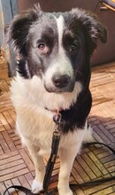 TRIXIE, Hund, Mischlingshund in Hamburg