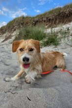 BOKI, Hund, Mischlingshund in Rostock