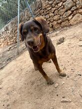 HENRY, Hund, Mischlingshund in Spanien