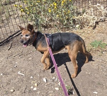 GOJI, Hund, Mischlingshund in Spanien