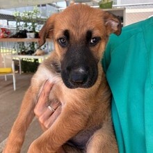 ERDBEERE, Hund, Mischlingshund in Bielefeld