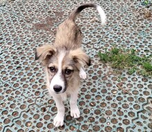 SELENA, Hund, Mischlingshund in Rumänien