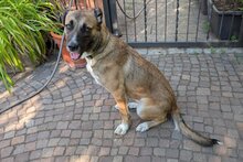 LISA, Hund, Mischlingshund in Wendelstein