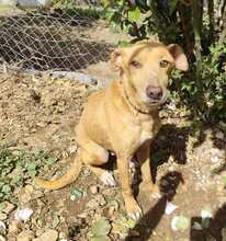 COCO, Hund, Podenco-Mix in Spanien