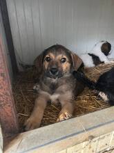 CATTY, Hund, Mischlingshund in Rumänien
