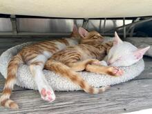 MANGO, Katze, Europäisch Kurzhaar in München