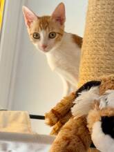 TRUFA, Katze, Siamkatze in München