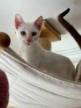 TURRON, Katze, Europäisch Kurzhaar in München
