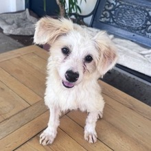 RARES, Hund, Mischlingshund in Forchheim