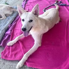 ALBUS, Hund, Mischlingshund in Forchheim