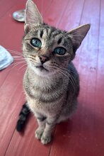 MIA, Katze, Hauskatze in Kroatien