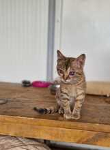 ANDROMACHE, Katze, Hauskatze in Rumänien