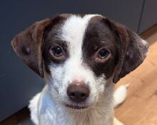 KHALANI, Hund, Mischlingshund in Rösrath