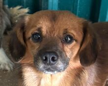 TONI, Hund, Mischlingshund in Rösrath