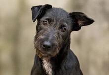 GROVER, Hund, Mischlingshund in Rumänien