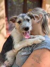 MARITZA, Hund, Mischlingshund in Ungarn