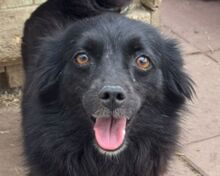 VICKY, Hund, Mischlingshund in Rösrath