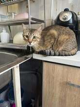 HALLOWEEN, Katze, Europäisch Kurzhaar Mix in Bulgarien
