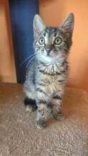 RICHIE, Katze, Europäisch Kurzhaar Mix in Langenhagen