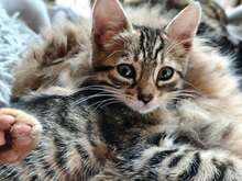 ADI, Katze, Europäisch Kurzhaar Mix in Belgien