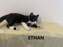 ETHAN, Katze, Europäisch Kurzhaar Mix in Bulgarien