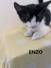 ENZO, Katze, Europäisch Kurzhaar Mix in Bulgarien