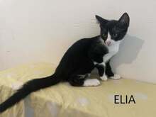 ELIA, Katze, Europäisch Kurzhaar Mix in Bulgarien
