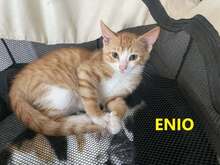 ENIO, Katze, Europäisch Kurzhaar Mix in Bulgarien