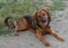 MANDY, Hund, Mischlingshund in Ungarn