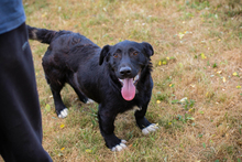 CHIPNR268562, Hund, Mischlingshund in Kroatien