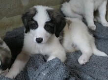 AIDAN, Hund, Mischlingshund in Rumänien