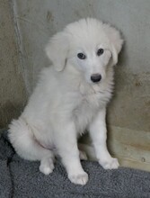AIKO, Hund, Mischlingshund in Rumänien