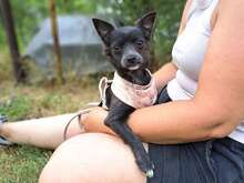 FURY, Hund, Chihuahua-Mix in Ungarn