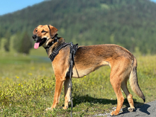 DEFNE, Hund, Mischlingshund in Schwaan