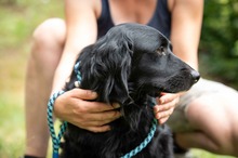 SORIN, Hund, Flat Coated Retriever in Ungarn