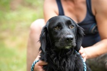 SORIN, Hund, Retriever Mix in Ungarn
