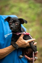 CORSICA, Hund, Mischlingshund in Ungarn