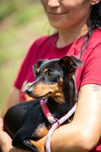 MILLICENT, Hund, Pinscher in Ungarn