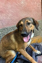 DEMY, Hund, Mischlingshund in Kroatien