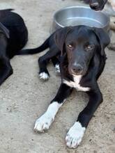 ODIN, Hund, Mischlingshund in Rumänien