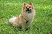 MÄXCHEN, Hund, Zwergspitz in Lauf