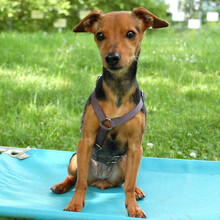 MISS JESSY, Hund, Rehpinscher in Lauf
