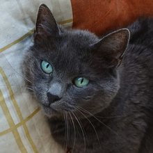 EMMA, Katze, Europäisch Kurzhaar in Lauf